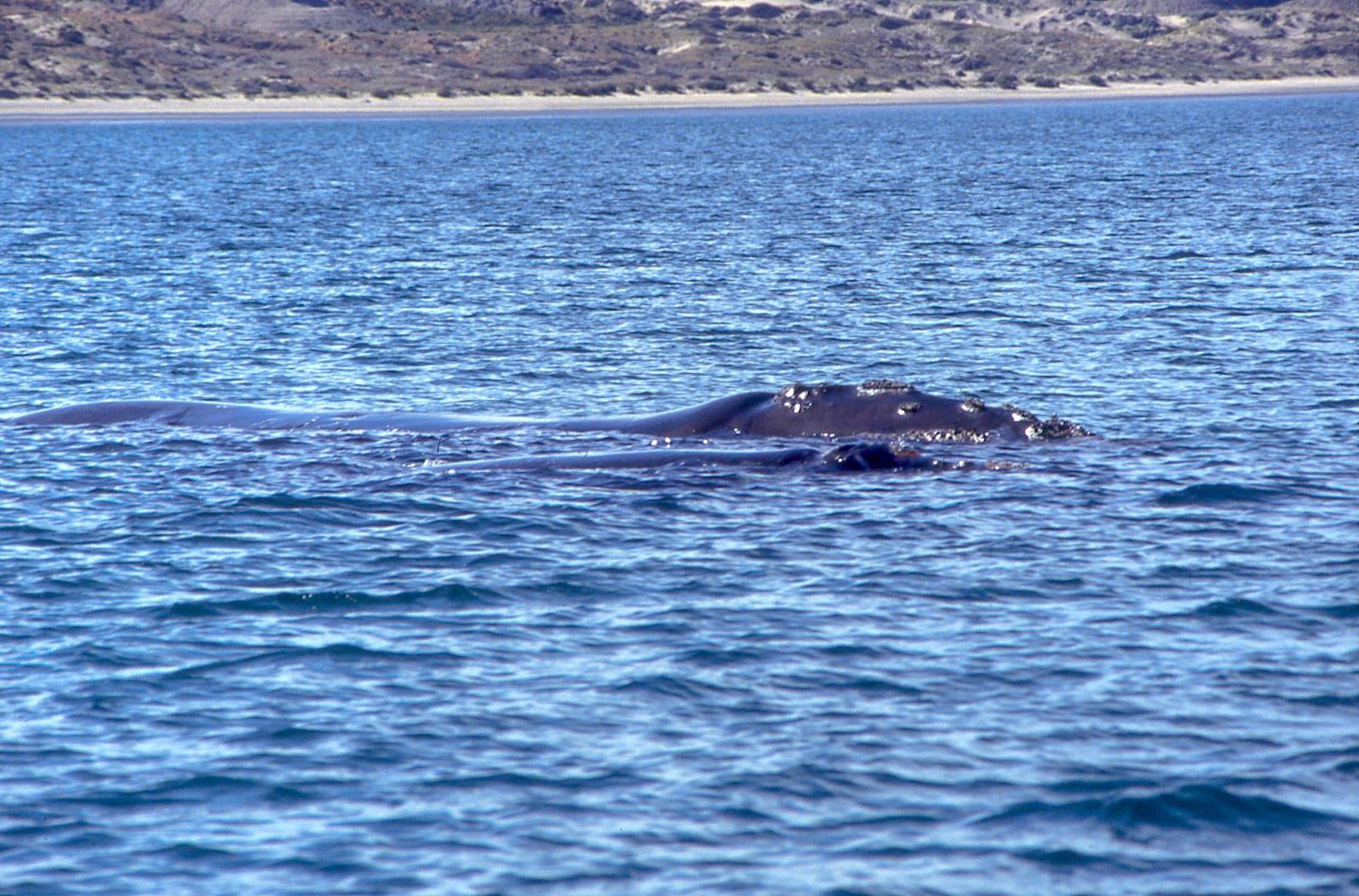 Valdés Peninsula 06